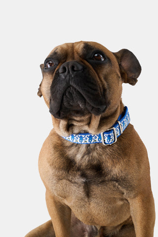 Monkey Dog Collar