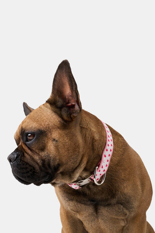 Hearts Dog Collar