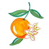 Illustration of an orange with leaves and a flower on a white background