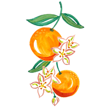 Illustration of two oranges with leaves and flowers on a white background