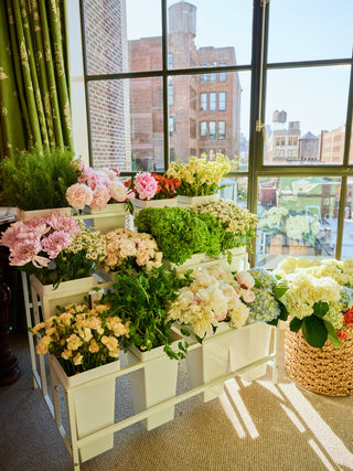 White planter shelves filled with blooming flowers stand by a sunlit window overlooking city buildings. A large woven basket with white hydrangeas sits on the floor beside the shelves, while lush green curtains partially frame the scene.