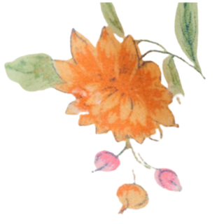 Illustration of an orange flower with green leaves and pink buds on a white background